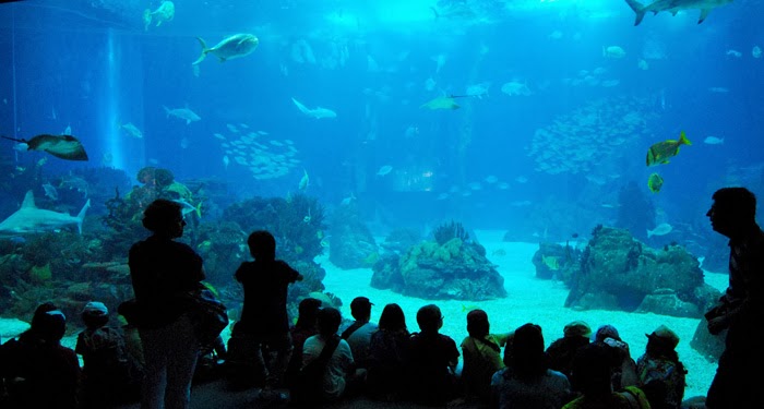 Crianças no Oceanário de Lisboa em Portugal