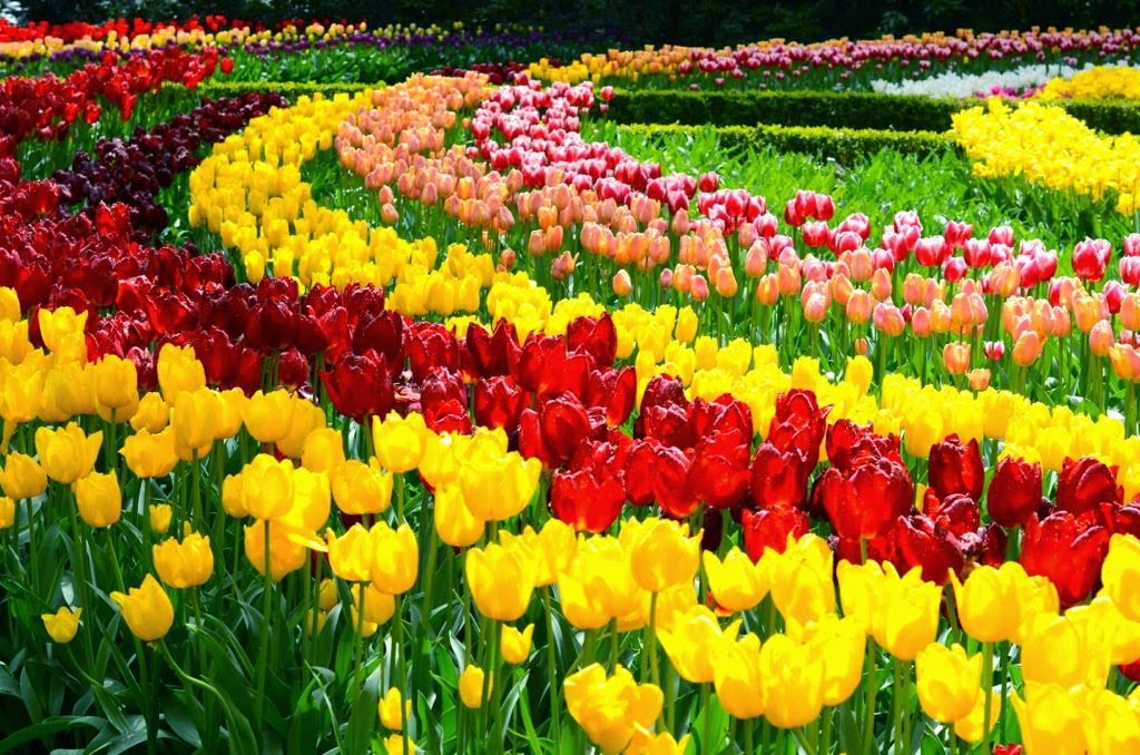 Tulipas coloridas na Holanda