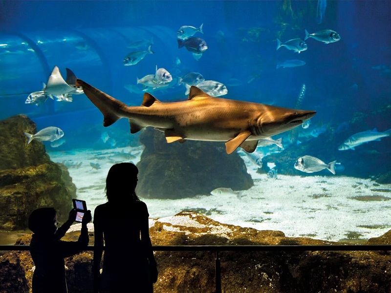 L’Aquarium de Barcelona | Espanha