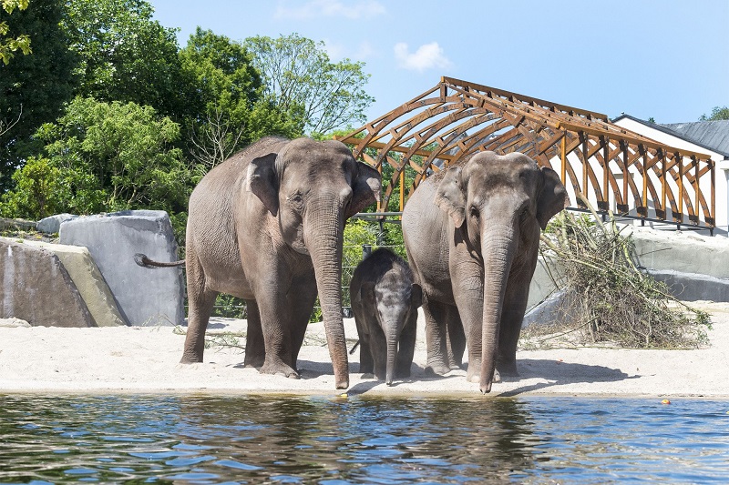  Zoológico Real de Artis na Holanda