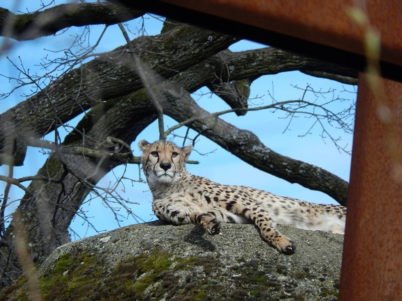 Zoológico de Basileia | Suiça