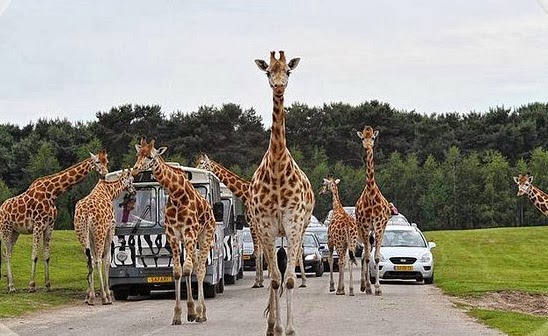 Safaripark Beekse Bergen na Holanda