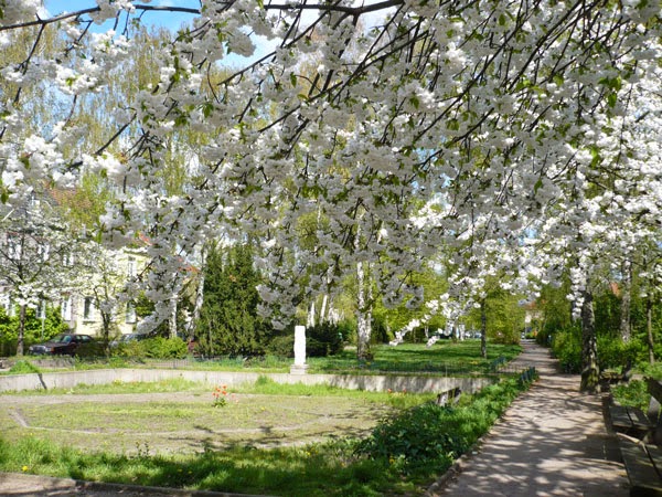 Flores em parque