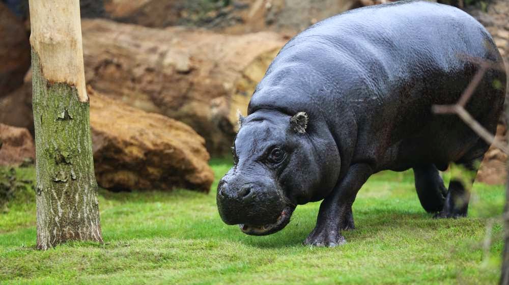 Animal no zoológico London Zoo em Londres