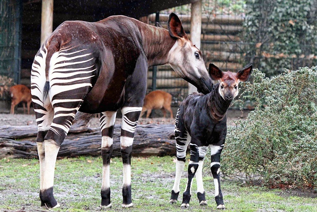 Animais no Jardim Zoológico de Berlim na Alemanha