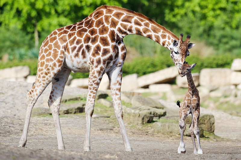 Zoológico de Dublin na Irlanda