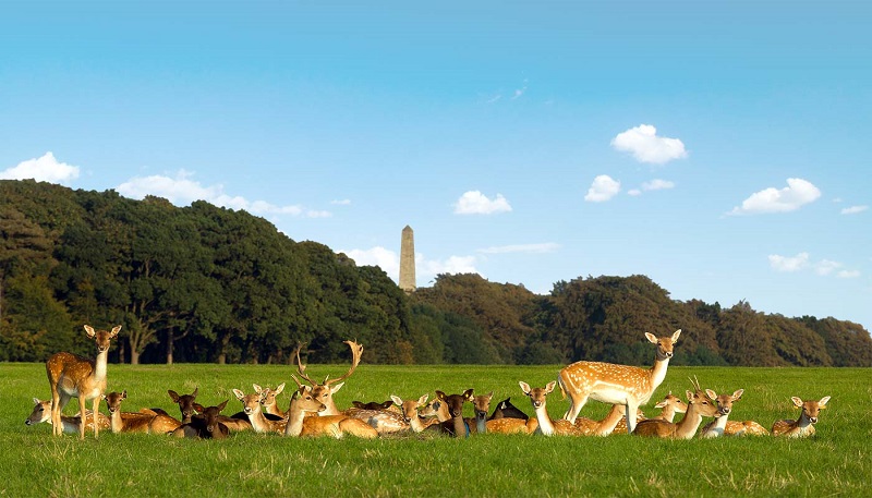 Animais no Parque Phoenix Park em Dublin