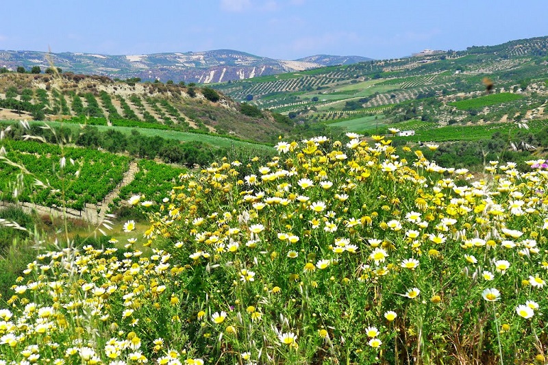 Primavera em Creta